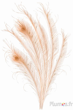 Pauw blauw zwaard gouden glitters - gebleekt - 35 cm - crème